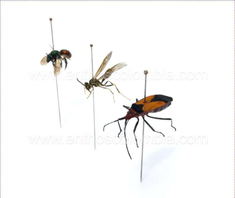 coleccion de insectos