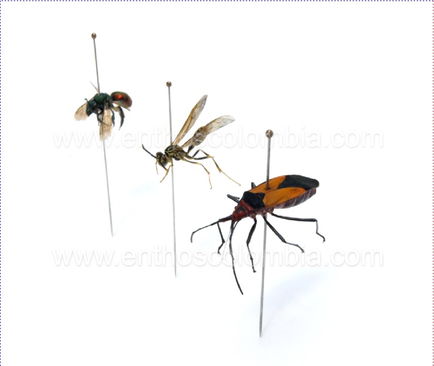 coleccion de insectos